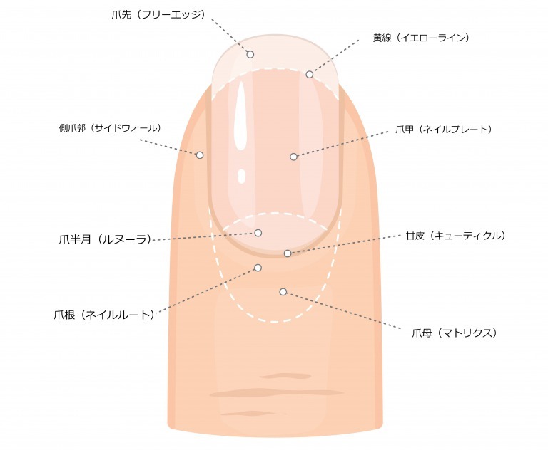 爪 フリー エッジ ネイリストなら押さえておきたい！フリーエッジの役割とは